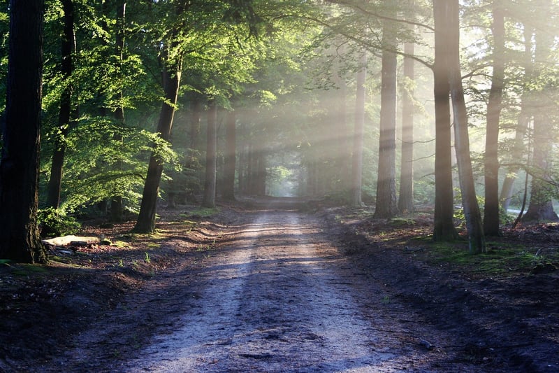 Silent Stroll in the Forest